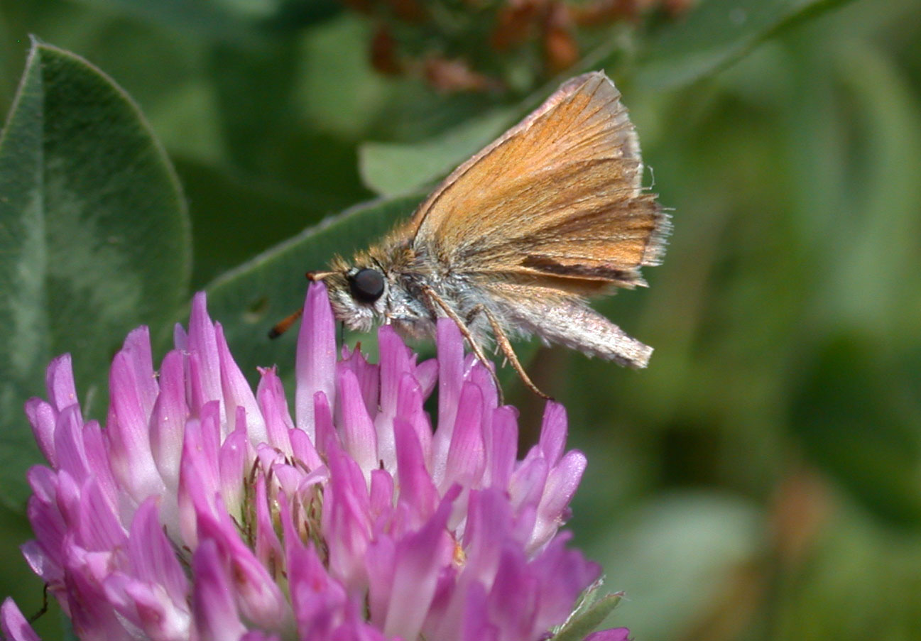 Thymelicus lineola